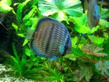 60 rote Wasserpflanzen + Dünger für 9000 Liter