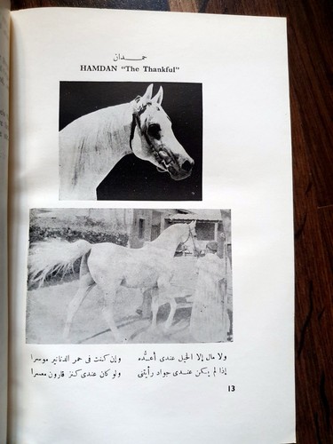 1969 hamdan stables studbook - stables, *