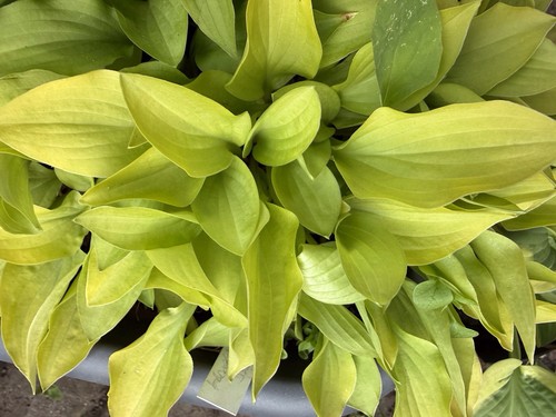 Hosta hydon sunset - 'hydon,