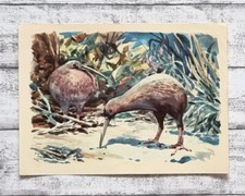 Kiwi Unterholz Laufvogel Tier Sanella Bild 94 Sammelwerk Australien Werbung Deko