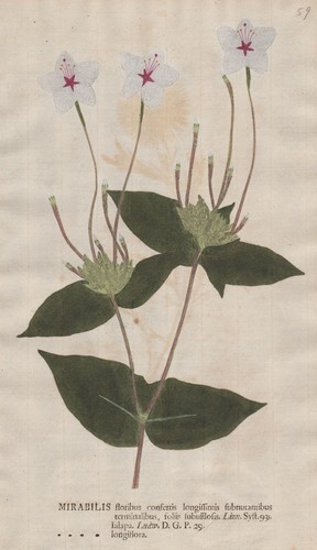 Mirabilis wunderblume - mirabilis,
