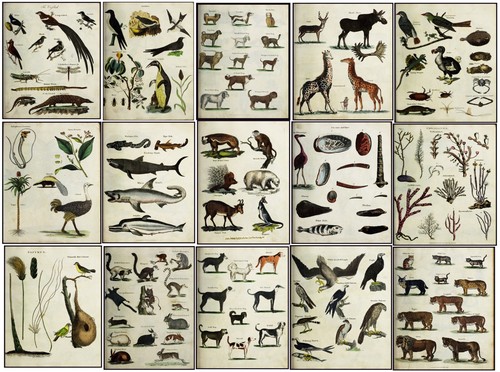 Botanical zoological vintage - zoological,