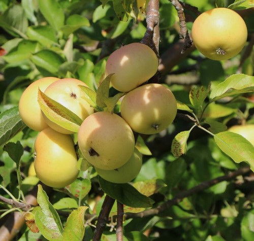 Miniapfel medok siberian - miniapfel, medok,