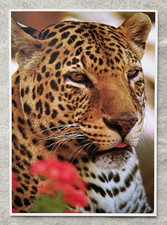 1 AK XXL Leopard Großkatze Raubkatze Raubtier - USA 2 !!! *