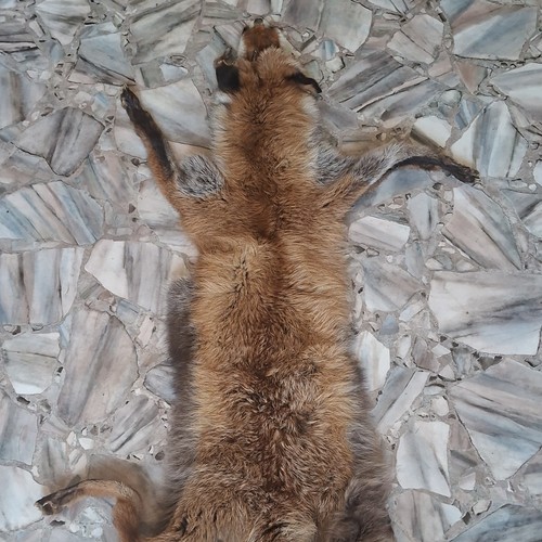 Rotfuchs fell - rotfuchs,