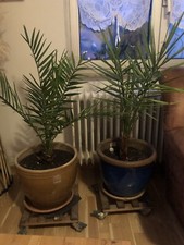 Dattelpalme 8 Stück 