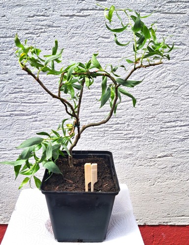Bonsai korkenzieherweide - -,