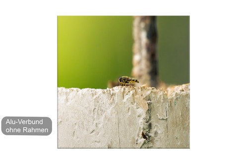 Makrofotografie schwebfliege - makrofotografie,