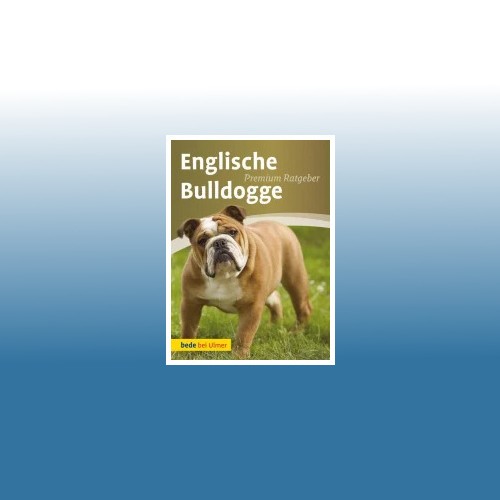Englische bulldogge annette - englische,