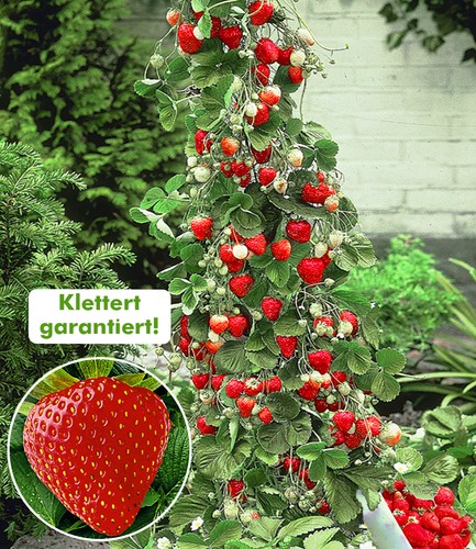 Kletter erdbeere hummi - kletter-erdbeere, 'hummi®',
