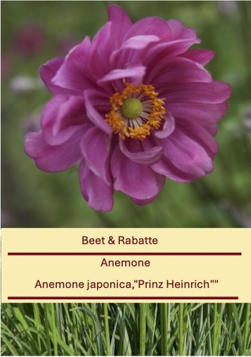 Anemone japonica prinz - anemone, japonica,"prinz