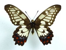 Papilio anactus ssp. 