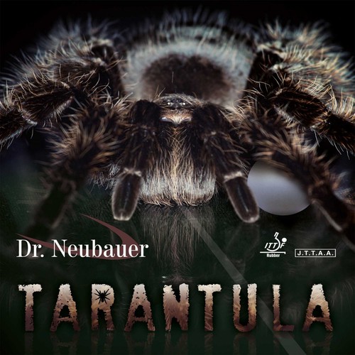 Neubauer tarantula - dr.,