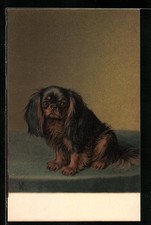 Künstler-AK M. Munk Nr. 176: Pekinese blickt ängstlich zur Seite 