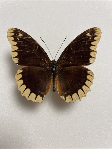 Entomologie*Cethosia