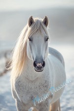 Pferde portrait - pferde,
