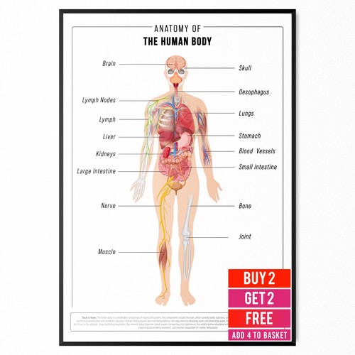 Human anatomy educational - anatomy,