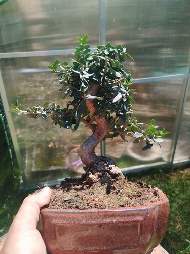 Bonsai olea europaea - olea,