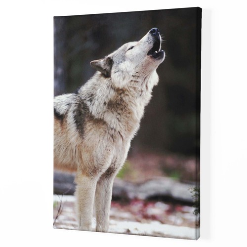 Heulender wolf leinwand oder - wolf,