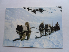 Polarhunde schlitten - ak,