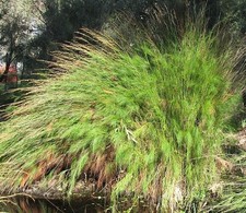 SAMEN BAMBUS-ZIER-GRAS