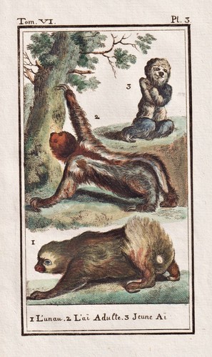 Faultier sloth unau gravure - sloth,
