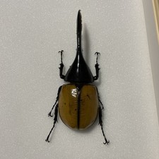 Entomologie*Coleoptera*Dynaste