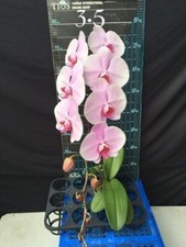 Taiwan Orchidee Phalaenopsis