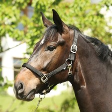 ELDORADO Nylon-Pferdehalfter