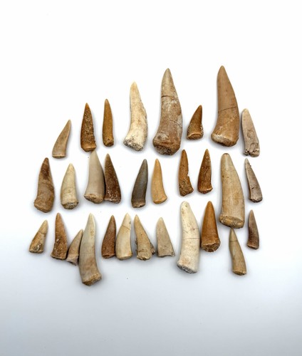 30x original enchodus libycus - original,