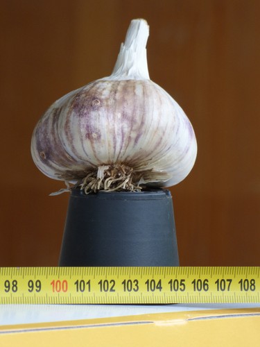 Knoblauch knoblauchset 3 - knoblauch.,