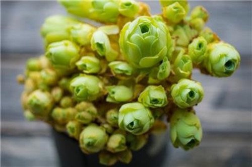Greenovia dodrentalis aeonium - greenovia,