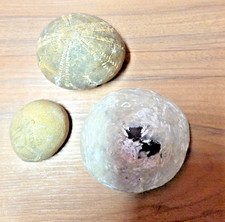3 Seeigel Fossilien