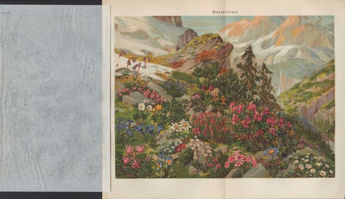 Chromo lithografie 1924 - chromo-lithografie,