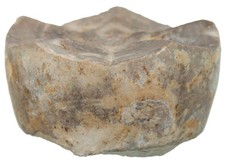 Malm  Apiocrinites roissyanus