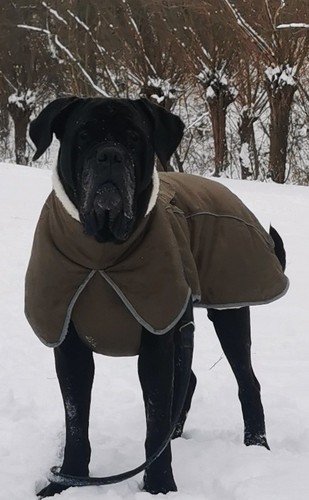 Hundemantel cm - 70,