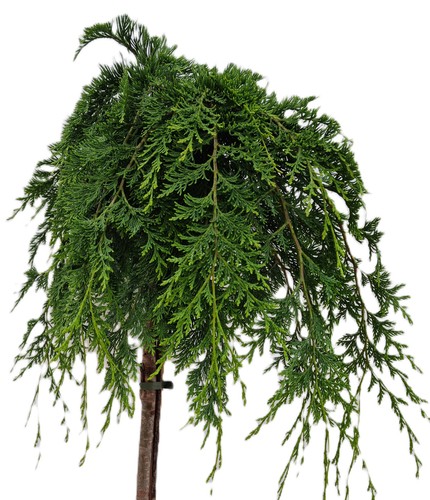 Chamaecyparis lawsoniana - chamaecyparis,