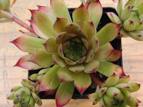Sempervivum saharasonne 2x - -,