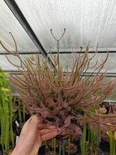 Drosera binata XXXL Sonnentau