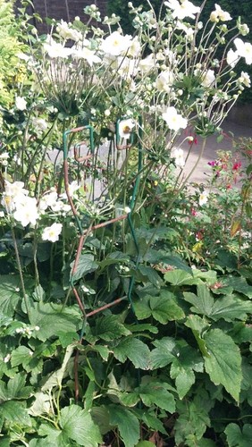 Herbst anemonen japonica - anemonen,