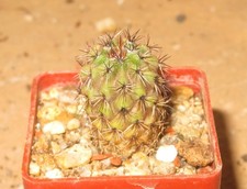 Parodia oculta SH-KA140-T4 seltene Kaktus Pflanze Sukkulente