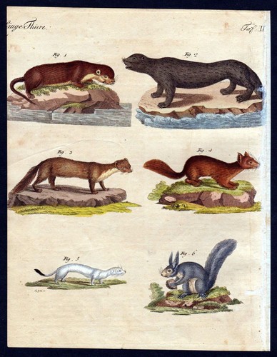 Otter marder mustelidae stoat - marder,