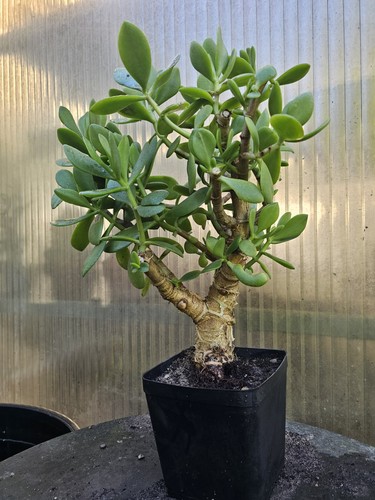 Crassula ovata geldbaum ca - crassula, geldbaum,