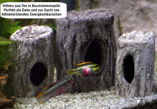 Fisch höhle baumstamm aus - baumstamm,