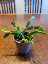 RARITÄT SELTEN Schlumbergera