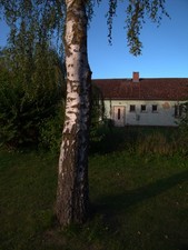 Ricoh Caplio GX100 OHNE den Viewfinder f2.5 4 - 5  15 mm Point & Shoot Kamera