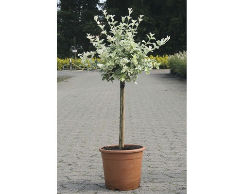 Kriechspindel stämmchen - kriechspindel,
