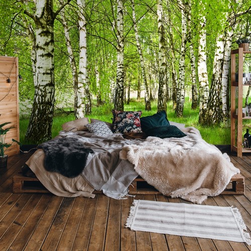 Wald birkenwald birken - wald, natur