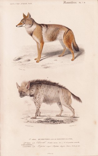 Canis aureus schakal - aureus,