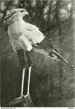 Tiere - Vögel - Greifvögel - Sekretär - Sekretar - Schütze Bote - CPSM